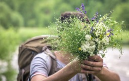 wild-plant-foraging-hike-in-clervaux-xiYyvl