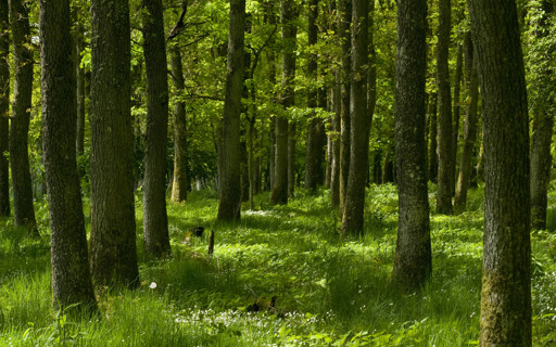 waldbaden-ADkUpX